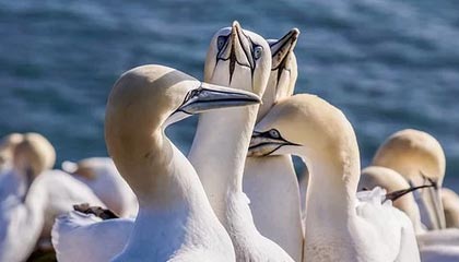 历史数据-俱乐部杯赛决赛阶段预告，今年哪支球队能带着冠军过年